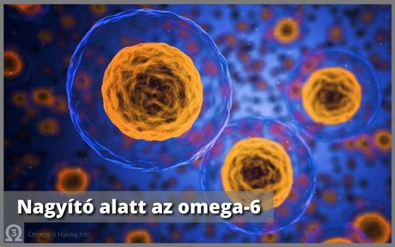nagyító alatt az omega-6 zsírsavak